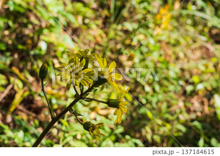 初冬の森　ツワブキの黄色の花04 137184615