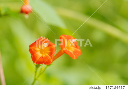 初冬の森　マルバルコウソウの花01 137184617