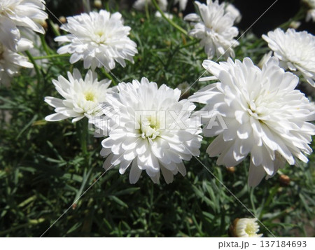 モリンバ　ミニホワイト 137184693