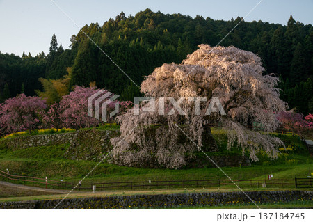 奈良県 宇陀市 満開の又兵衛桜 奈良県 宇陀市 満開の又兵衛桜 137184745