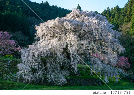 奈良県　宇陀市　満開の又兵衛桜  137184751