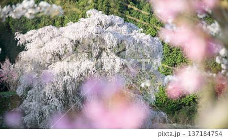奈良県　宇陀市　満開の又兵衛桜  137184754