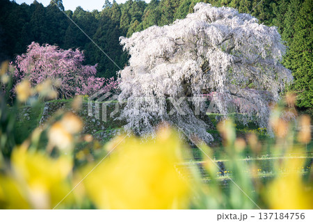 奈良県 宇陀市 満開の又兵衛桜 奈良県 宇陀市 満開の又兵衛桜 137184756