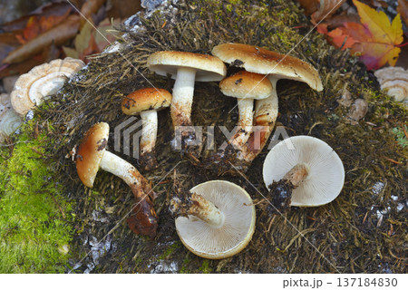 チャナメツムタケ 137184830