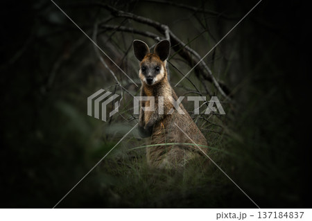 Swamp Wallaby or Wallabia bicolor 137184837