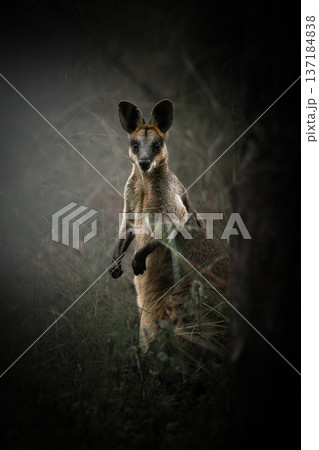 Swamp Wallaby or Wallabia bicolor Swamp Wallaby or Wallabia bicolor 137184838