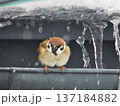 スズメ 137184882