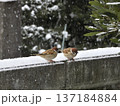 スズメ 137184884