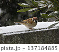スズメ 137184885
