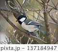 シジュウカラ 137184947