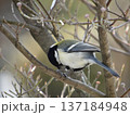 シジュウカラ 137184948