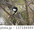 シジュウカラ 137184949