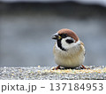 スズメ 137184953