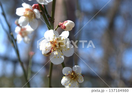 白い梅の花 白い梅の花 137184980