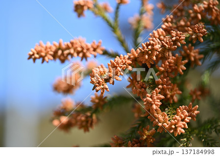 スギ（杉）の雄花 137184998