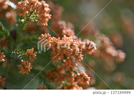 スギ（杉）の雄花 137184999