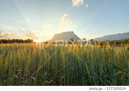 Golden wheat field glowing in the sunlight with a majestic mountain peak in the background during sunset. 137185024
