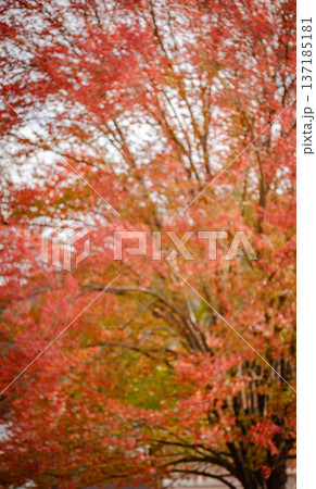 ハナノキの紅葉 秋のイメージ ハナノキの紅葉 秋のイメージ 137185181