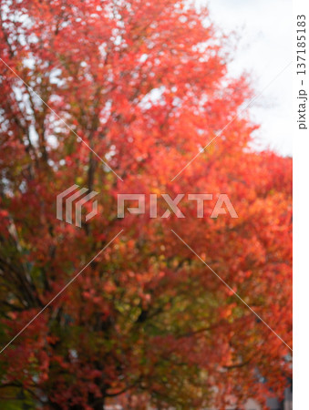 ハナノキの紅葉　秋のイメージ 137185183