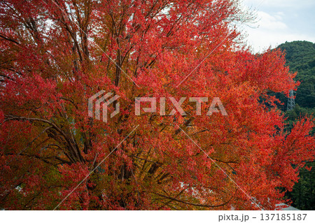 ハナノキの紅葉　秋のイメージ 137185187