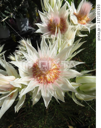 セルリア　フロリダ 137185193