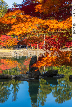秋の岩手県平泉 紅葉の世界遺産毛越寺 浄土庭園 秋の岩手県平泉 紅葉の世界遺産毛越寺 浄土庭園 137185195