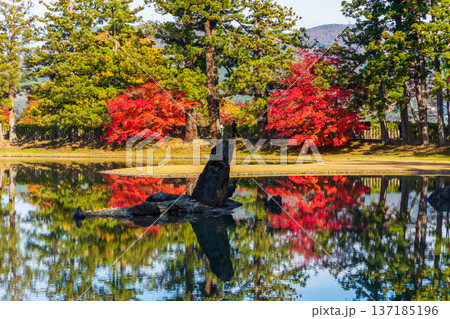 秋の岩手県平泉　紅葉の世界遺産毛越寺　浄土庭園 137185196