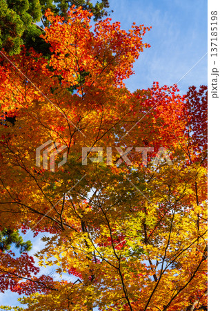 秋の岩手県平泉　紅葉の世界遺産毛越寺 137185198
