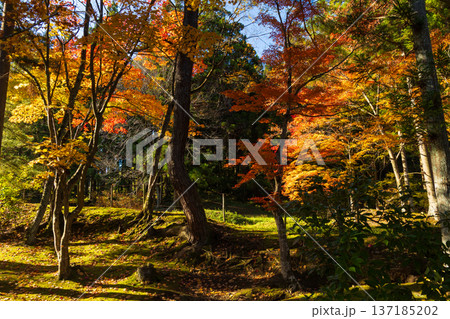 秋の岩手県平泉 紅葉の世界遺産毛越寺 秋の岩手県平泉 紅葉の世界遺産毛越寺 137185202