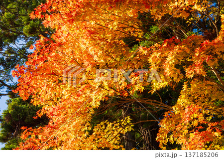 秋の岩手県平泉　紅葉の世界遺産毛越寺 137185206