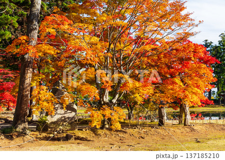 秋の岩手県平泉 紅葉の世界遺産毛越寺 秋の岩手県平泉 紅葉の世界遺産毛越寺 137185210