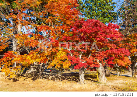 秋の岩手県平泉　紅葉の世界遺産毛越寺 137185211