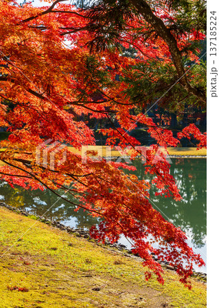 秋の岩手県平泉 紅葉の世界遺産毛越寺 浄土庭園 秋の岩手県平泉 紅葉の世界遺産毛越寺 浄土庭園 137185224