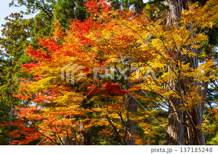 秋の岩手県平泉　紅葉の世界遺産毛越寺 137185248