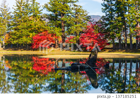 秋の岩手県平泉　紅葉の世界遺産毛越寺　浄土庭園 137185251