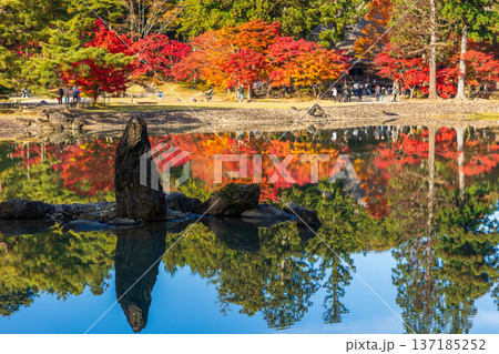 秋の岩手県平泉 紅葉の世界遺産毛越寺 浄土庭園 秋の岩手県平泉 紅葉の世界遺産毛越寺 浄土庭園 137185252