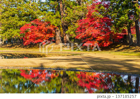 秋の岩手県平泉　紅葉の世界遺産毛越寺　浄土庭園 137185257