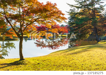 秋の岩手県平泉　紅葉の世界遺産　観自在王院跡 137185275