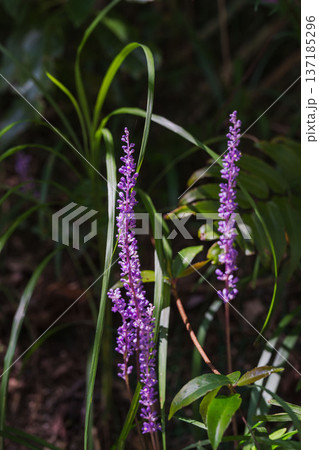 秋の山　ヤブランの紫の花12 137185296