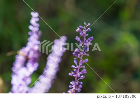 秋の山　ヤブランの紫の花をマクロ撮影04 137185300