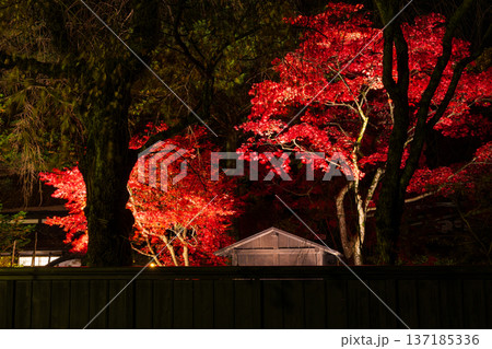 秋の秋田県角館 紅葉の武家屋敷通り 夜間ライトアップ 秋の秋田県角館 紅葉の武家屋敷通り 夜間ライトアップ 137185336