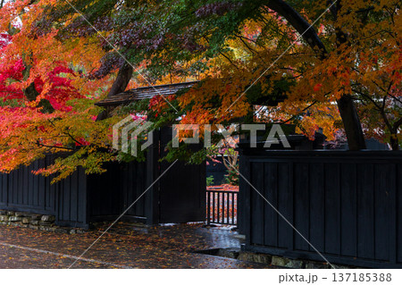 秋の秋田県角館 紅葉の武家屋敷通り 秋の秋田県角館 紅葉の武家屋敷通り 137185388