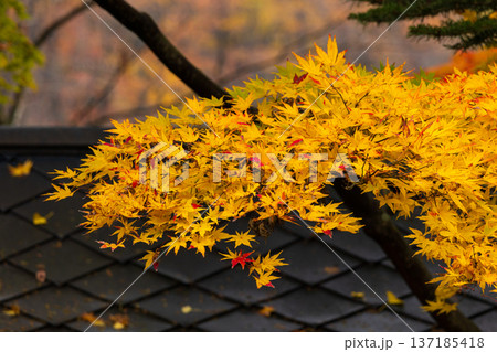 秋の秋田県角館　紅葉の武家屋敷通り 137185418