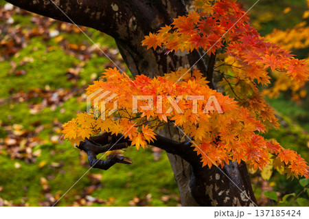 秋の秋田県角館 紅葉の武家屋敷通り 秋の秋田県角館 紅葉の武家屋敷通り 137185424