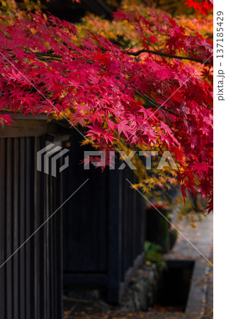 秋の秋田県角館　紅葉の武家屋敷通り 137185429