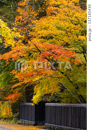 秋の秋田県角館　紅葉の武家屋敷通り 137185430