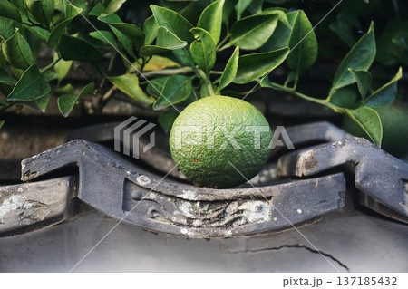 瓦の上でひとやすみ 瓦の上でひとやすみ 137185432