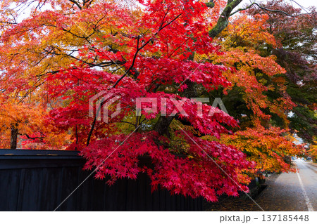 秋の秋田県角館 紅葉の武家屋敷通り 秋の秋田県角館 紅葉の武家屋敷通り 137185448