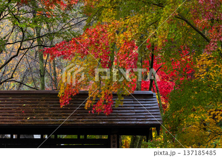 秋の秋田県角館 紅葉の武家屋敷通り 秋の秋田県角館 紅葉の武家屋敷通り 137185485