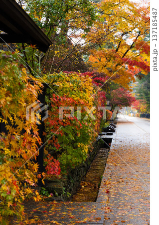 秋の秋田県角館 紅葉の武家屋敷通り 秋の秋田県角館 紅葉の武家屋敷通り 137185487